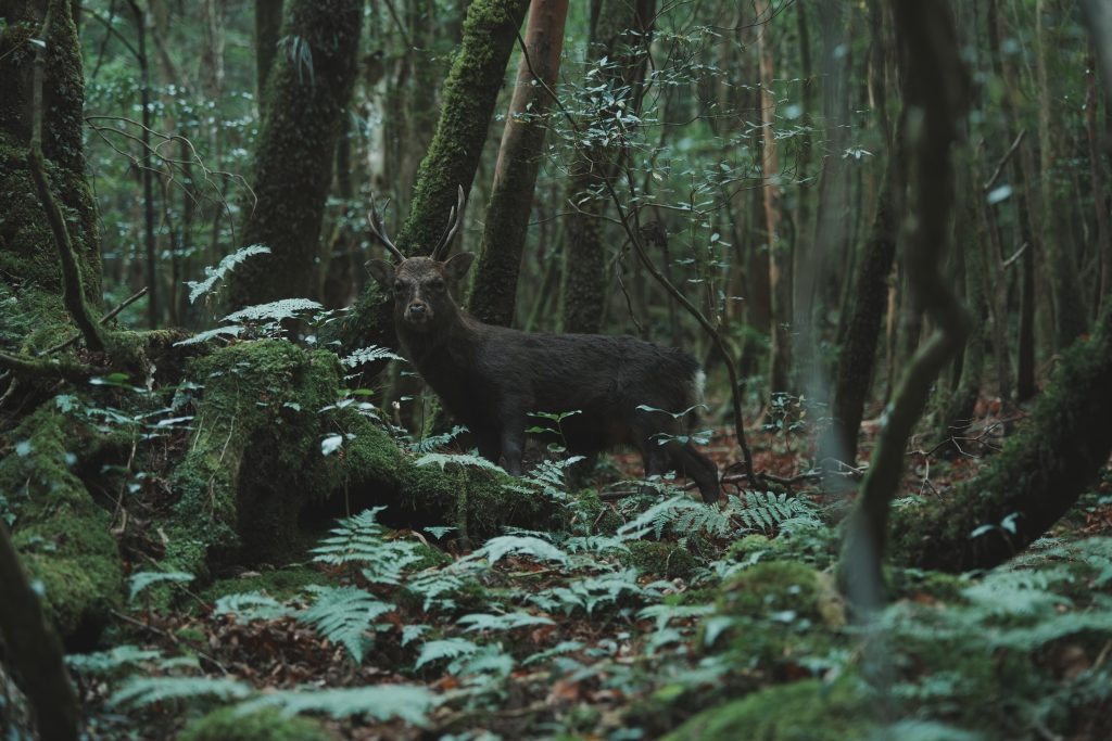 Yakushima, Japan, 2025